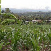 Farm in Maliana