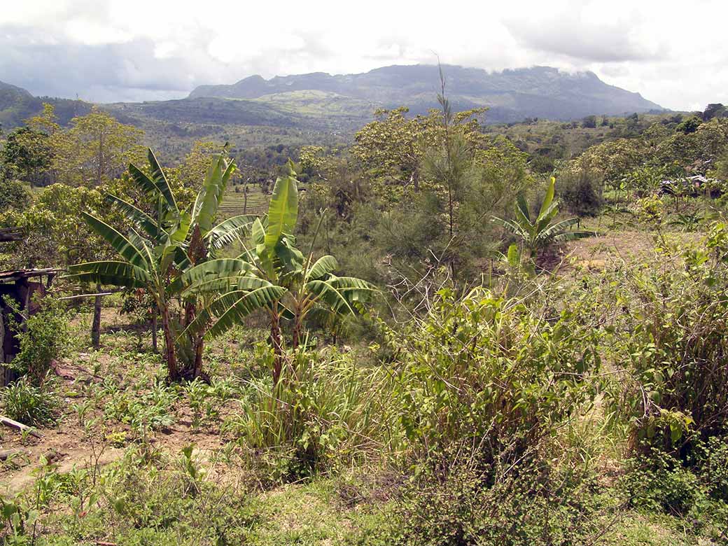 View from Venilale