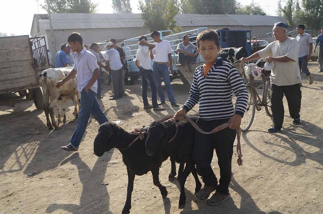 Leading sheep, Qumtepa bazaar