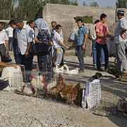 Chickens, Qumtepa bazaar, Marg'ilon