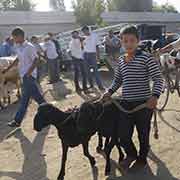 Leading sheep, Qumtepa bazaar