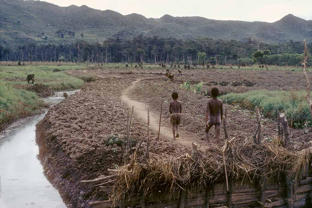 Farming fields 