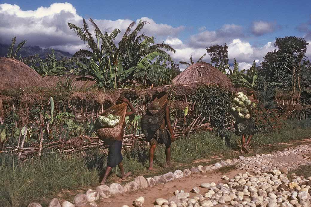 Carrying cabbages