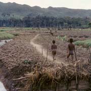 Farming fields 