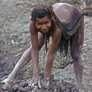 Sweet potato farming