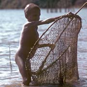 Catching shrimps