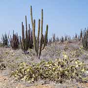 Cacti along the path, Aruba