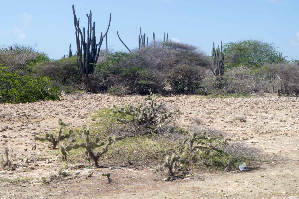 Cacti along the road, Bonaire