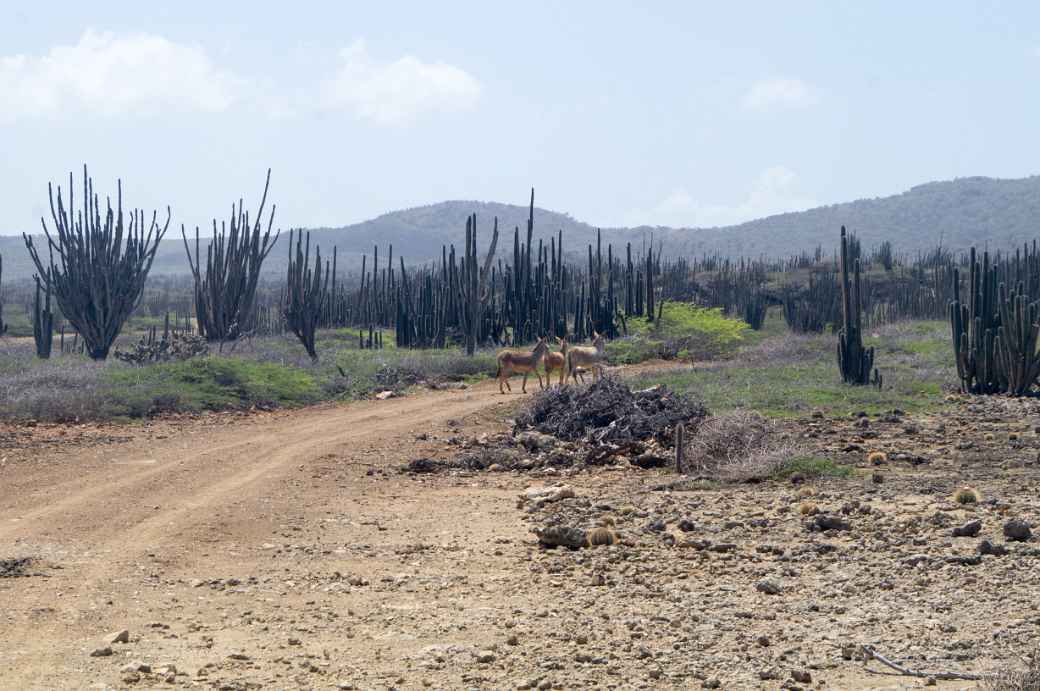 Track along the east coast, Bonaire