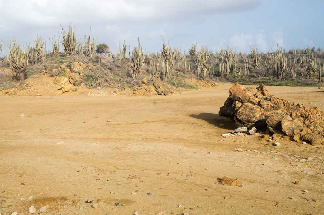 Cacti, Kaminda Lagun