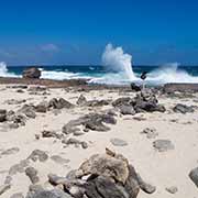 Flat coral shore, Bonaire