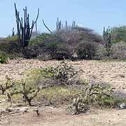 Cacti along the road, Bonaire