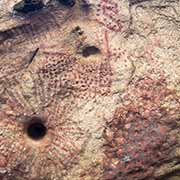 Indian Inscriptions, Bonaire