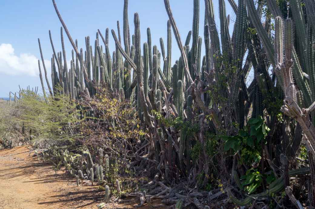 Cacti, Shete Boka National Park