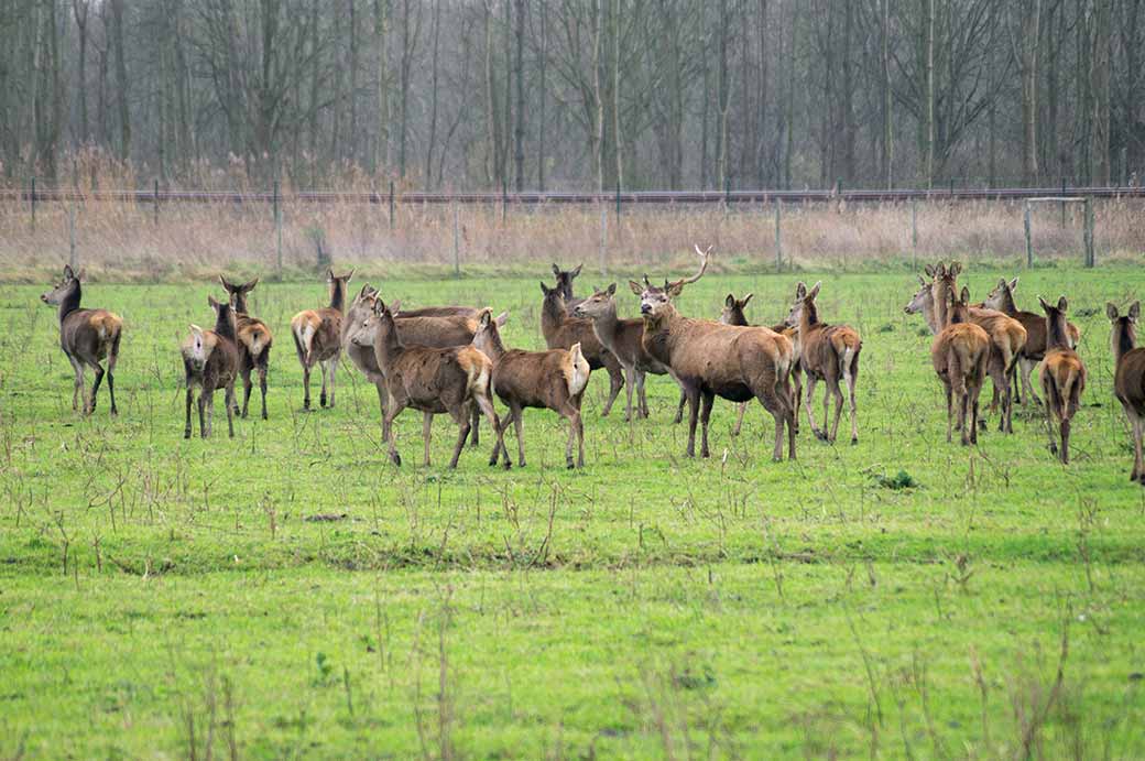 Red deer, Oostvaardersplassen