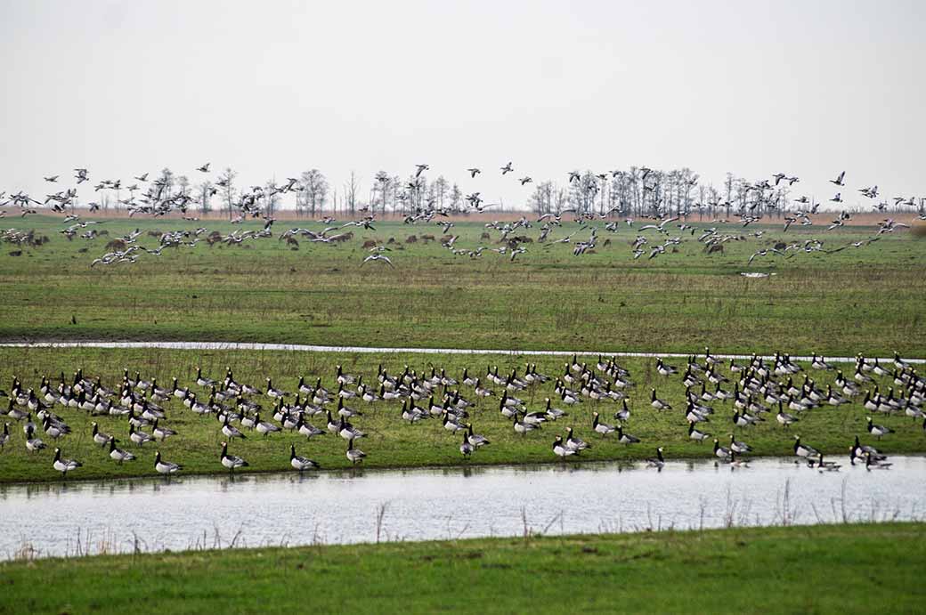 Geese, Oostvaardersplassen