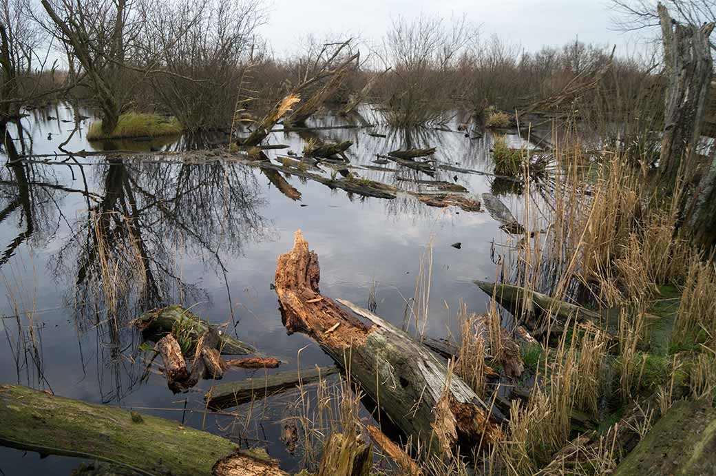 Lake, Oostvaardersplassen