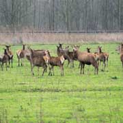 Red deer, Oostvaardersplassen