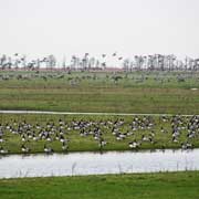 Geese, Oostvaardersplassen