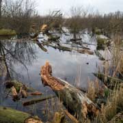 Lake, Oostvaardersplassen