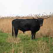 Heck cattle, Oostvaardersplassen