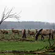 Horses and deer, Oostvaardersplassen