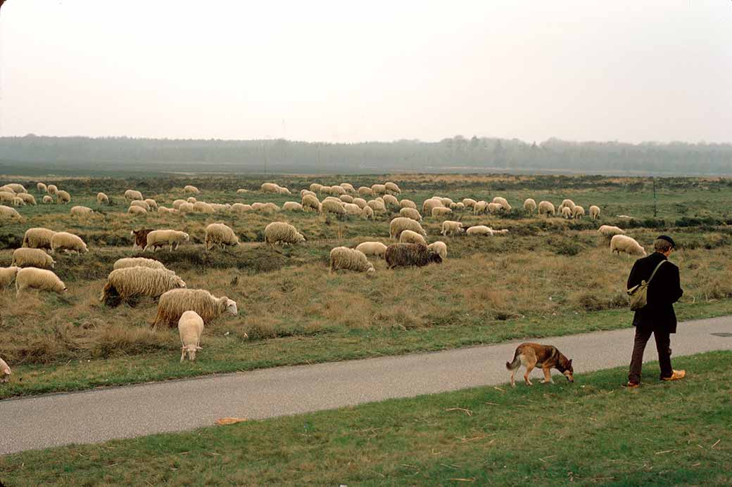 Shepherd near Ede