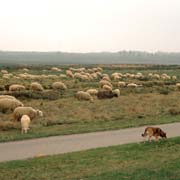 Shepherd near Ede