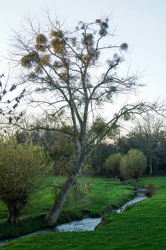 Mistletoe (Viscum album)