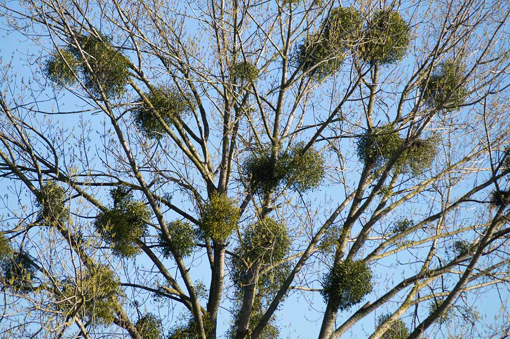 Mistletoe (Viscum album)