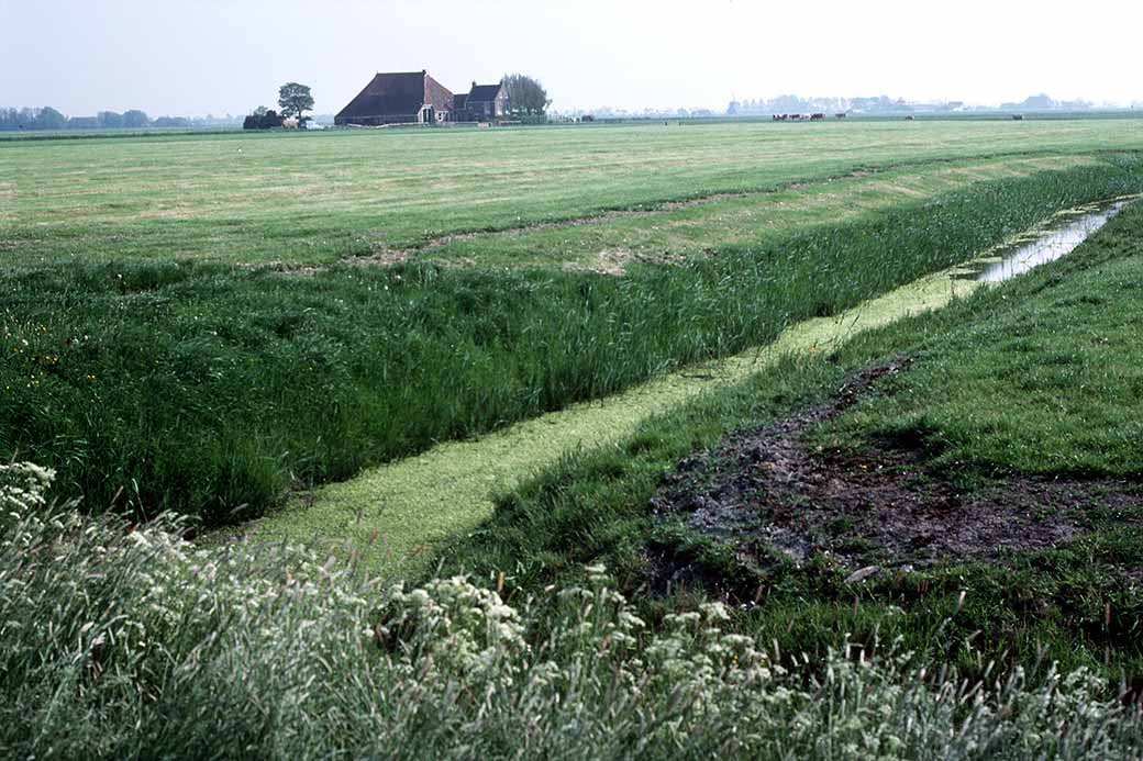 Frisian farmland