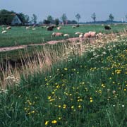 Meadow near Franeker