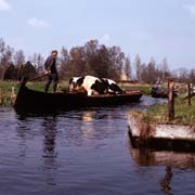 Cattle transport