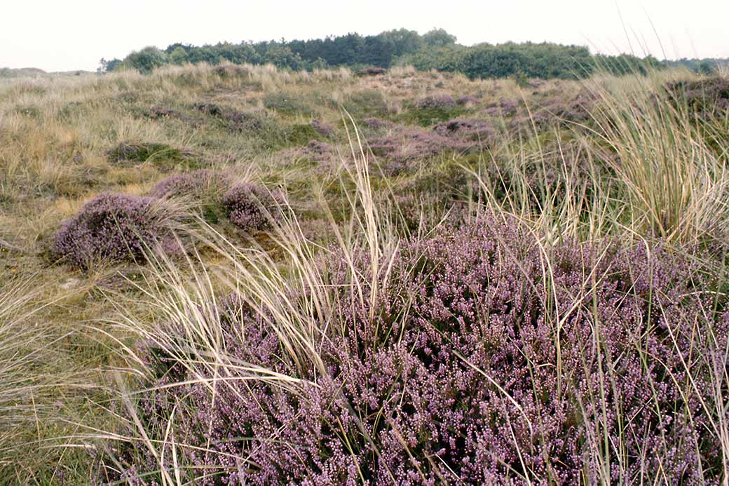 Heather on Terschelling