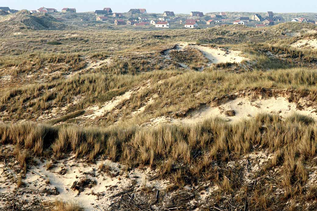 Dunes on Terschelling