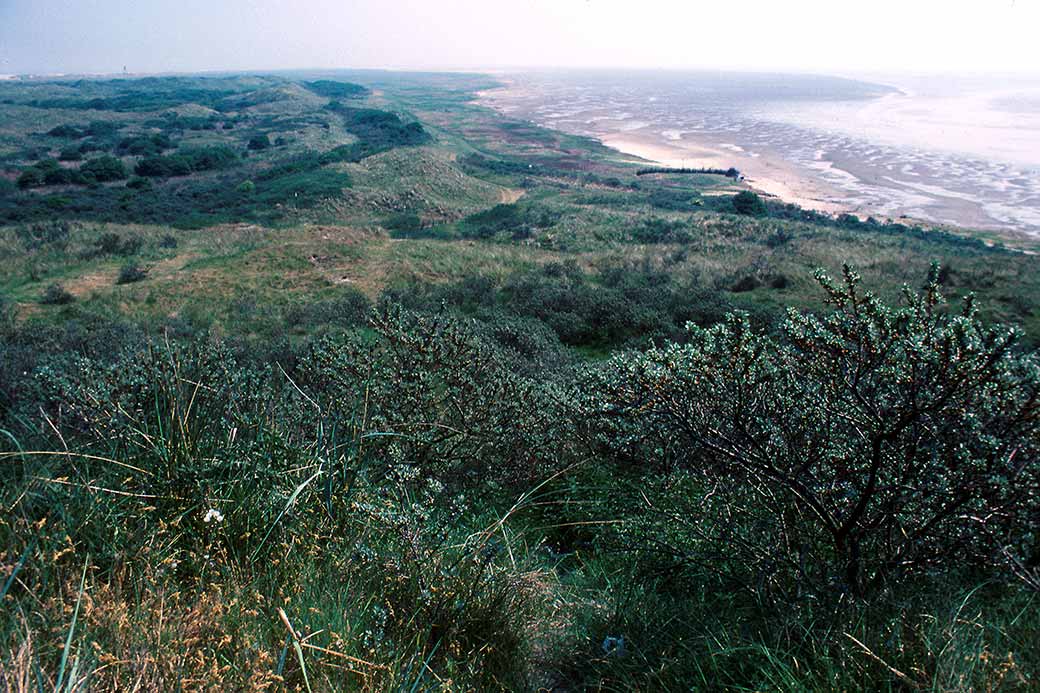 De Hon, Ameland