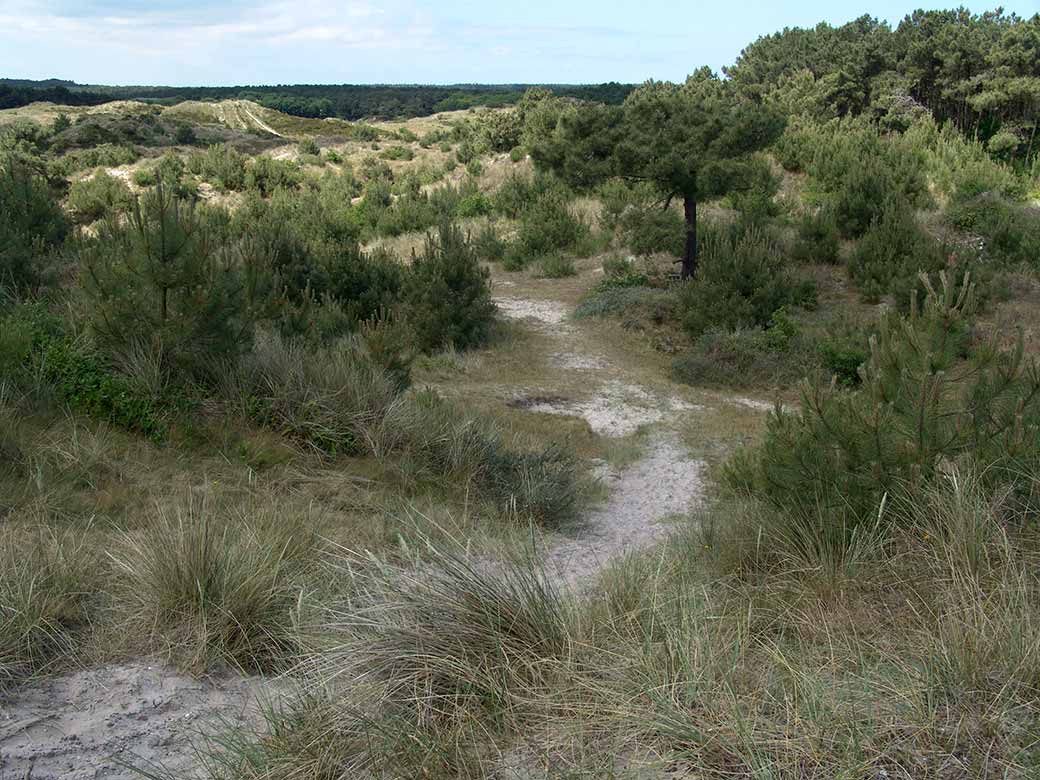 Dunes of Terschelling