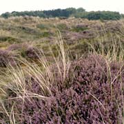 Heather on Terschelling