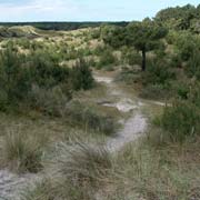 Dunes of Terschelling