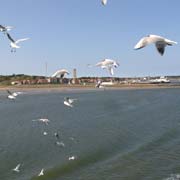 Accompanying the ferry