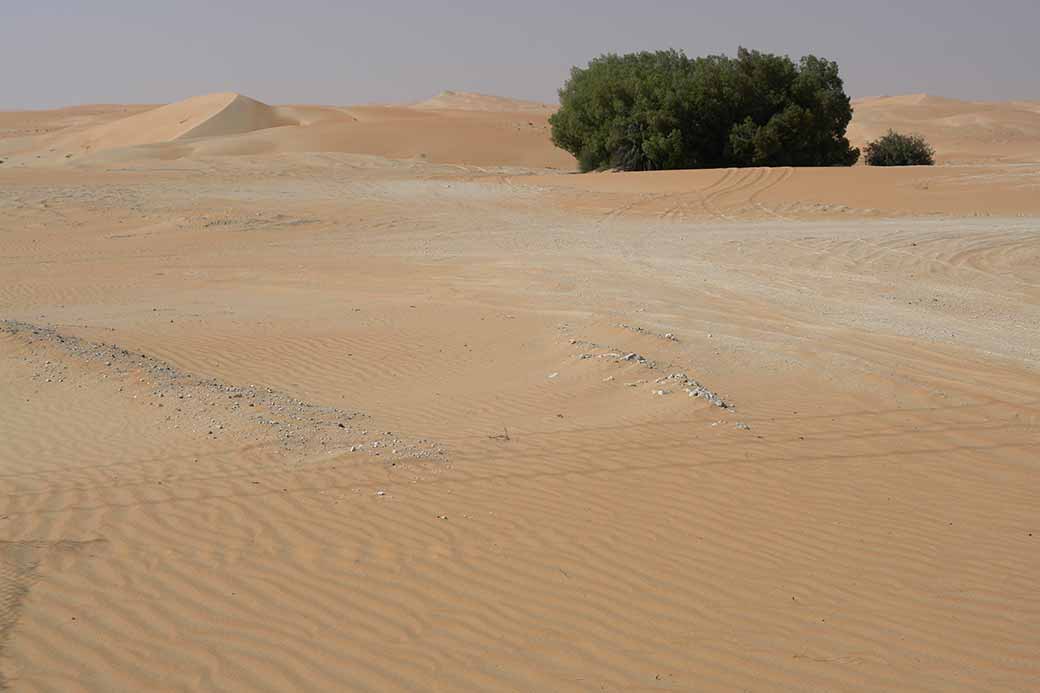 Desert landscape