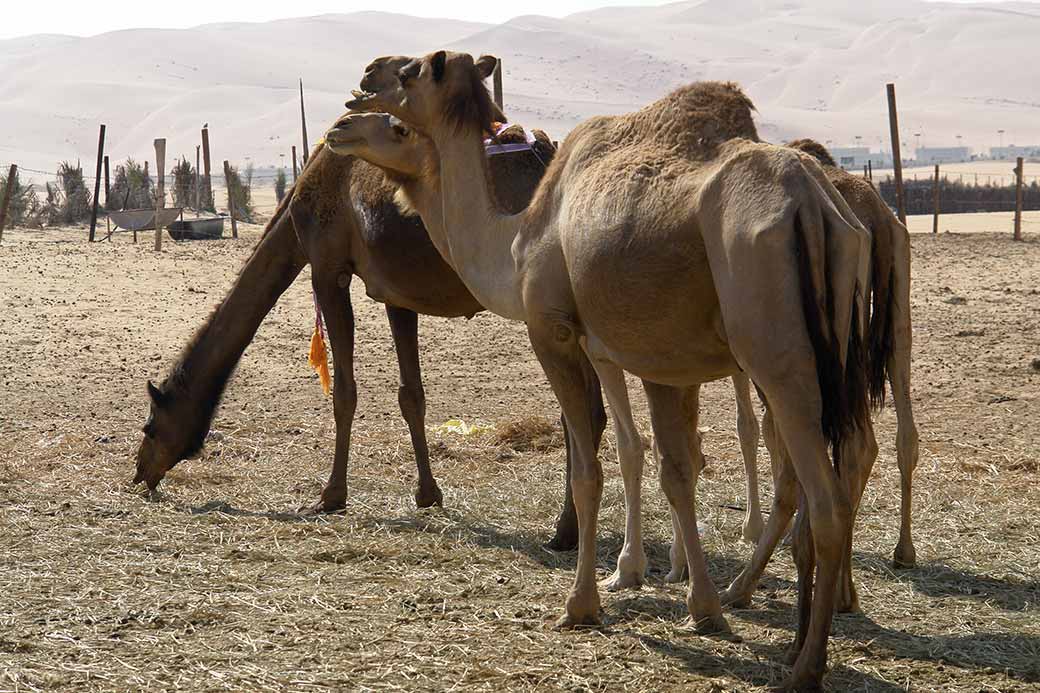 At a camel farm