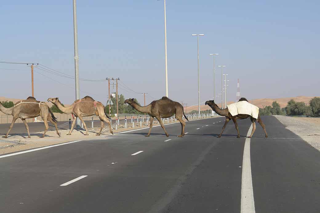 Camels crossing the road