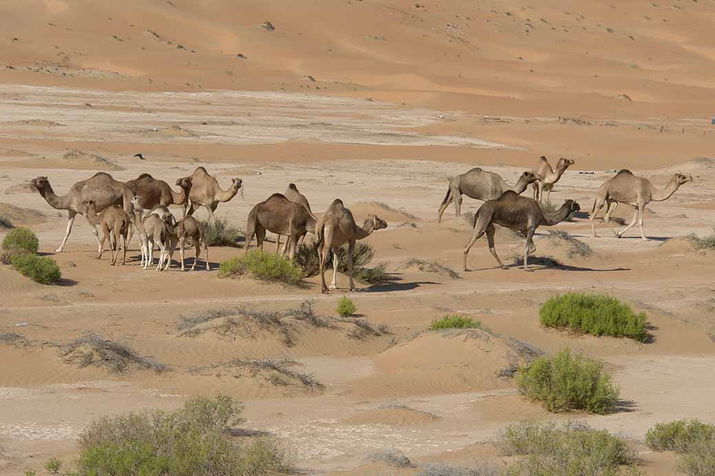 Camels in Liwa