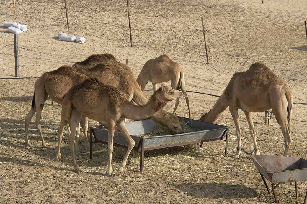 Camels at a farm