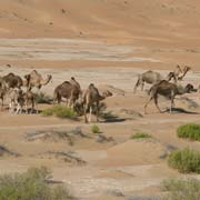 Camels in Liwa