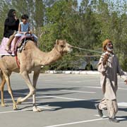 Riding a camel