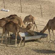 Camels at a farm