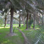 Date palm grove