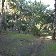 Date palm plantation